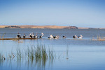 Pelicans on Lake Albert, Meningie