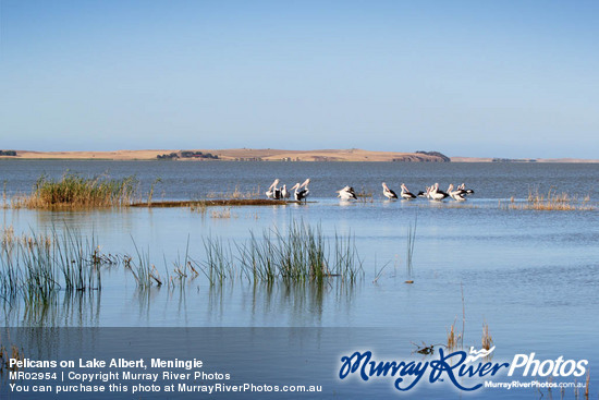 Pelicans on Lake Albert, Meningie