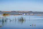 Pelicans on Lake Albert, Meningie