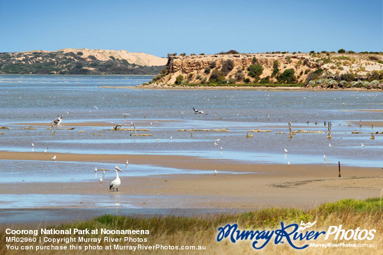 Coorong National Park at Noonameena