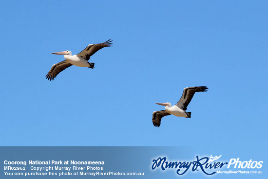 Coorong National Park at Noonameena