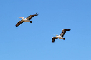 Coorong National Park at Noonameena