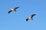 Coorong National Park at Noonameena