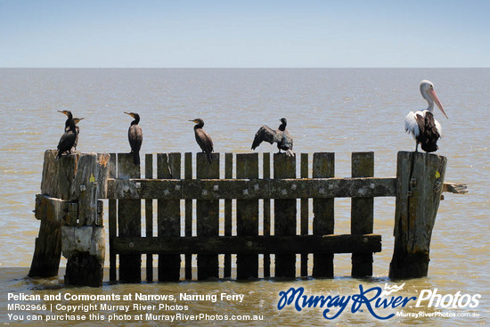 Pelican and Cormorants at Narrows, Narrung Ferry