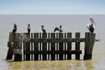 Pelican and Cormorants at Narrows, Narrung Ferry