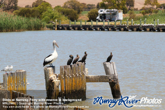 Birds at Narrung Ferry with reserve in background