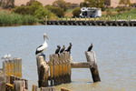 Birds at Narrung Ferry with reserve in background