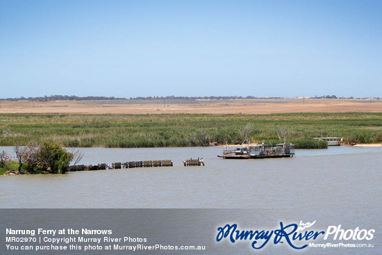 Narrung Ferry at the Narrows