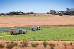 Lettuce Farm at Swanport, Murray Bridge