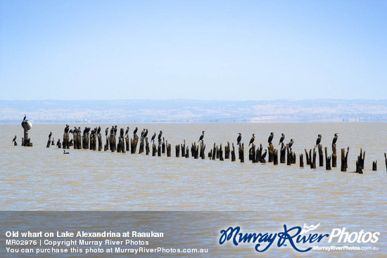 Old whart on Lake Alexandrina at Raaukan