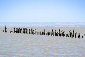 Old whart on Lake Alexandrina at Raaukan