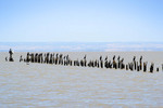 Old whart on Lake Alexandrina at Raaukan