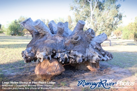 Large Mallee Stump at Pine Plains Lodge