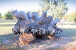 Large Mallee Stump at Pine Plains Lodge