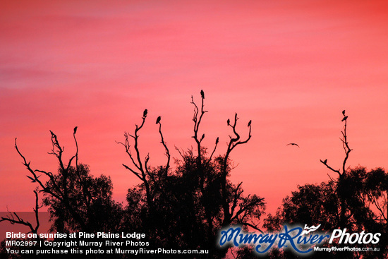 Birds on sunrise at Pine Plains Lodge