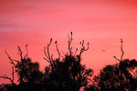 Birds on sunrise at Pine Plains Lodge