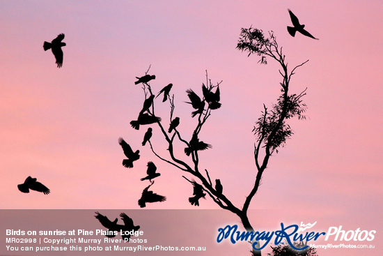 Birds on sunrise at Pine Plains Lodge