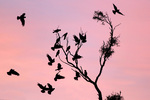 Birds on sunrise at Pine Plains Lodge