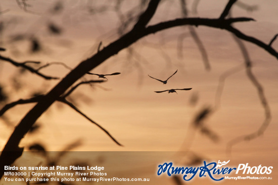 Birds on sunrise at Pine Plains Lodge