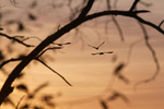 Birds on sunrise at Pine Plains Lodge