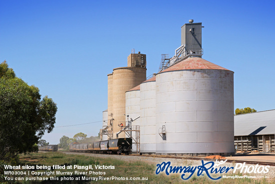 Wheat silos being filled at Piangil, Victoria