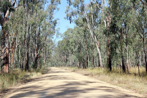 Millewa Road between Mathoura and Tocumwal