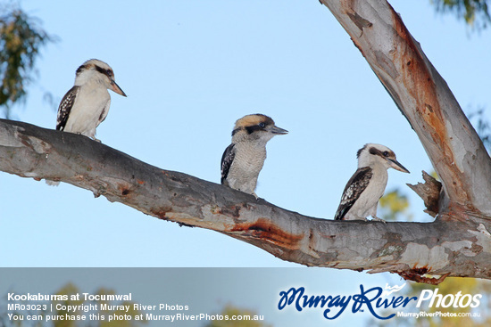 Kookaburras at Tocumwal