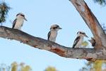 Kookaburras at Tocumwal