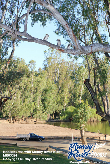 Kookaburras with Murray River in background