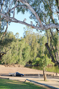 Kookaburras with Murray River in background