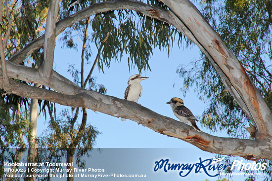 Kookaburras at Tocumwal