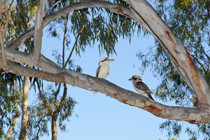 Kookaburras at Tocumwal