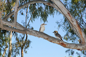Kookaburras at Tocumwal