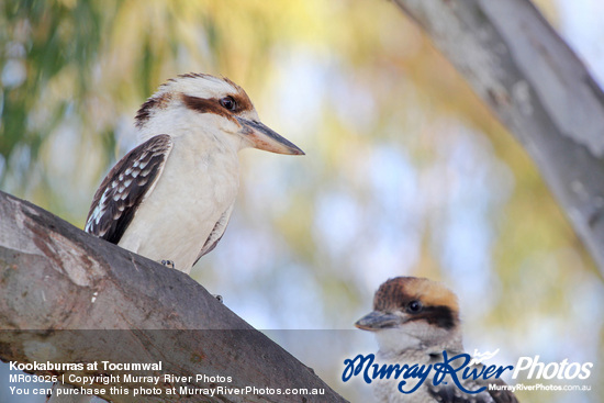 Kookaburras at Tocumwal