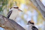 Kookaburras at Tocumwal