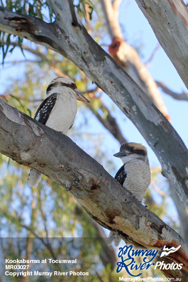 Kookaburras at Tocumwal