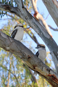 Kookaburras at Tocumwal