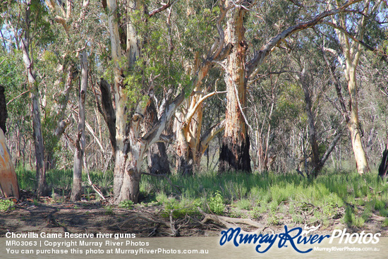 Chowilla Game Reserve river gums