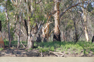 Chowilla Game Reserve river gums