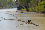 Cormorant in the sun near Wilkadene