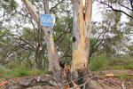 Murray River marker near Murtho, Riverland