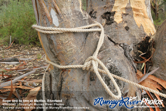 Rope tied to tree at Murtho, Riverland