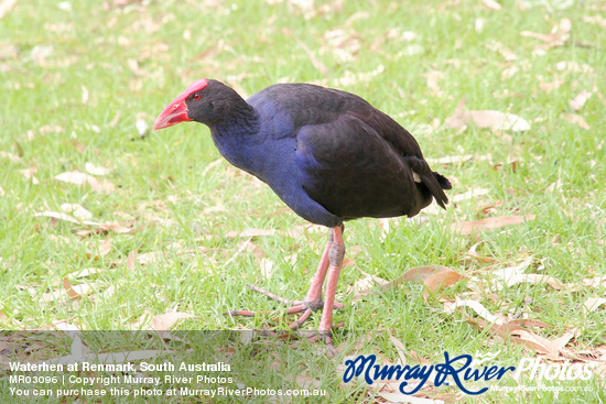 Waterhen at Renmark, South Australia