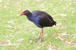 Waterhen at Renmark, South Australia