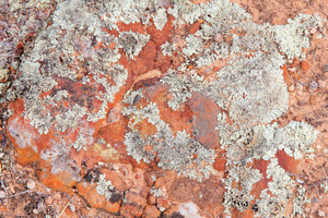 Lichen as the Living Crust at Wilabalangaloo