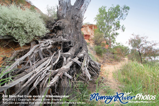 Old River Red Gum roots at Wilabalangaloo