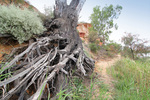 Old River Red Gum roots at Wilabalangaloo