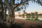 Holder Bend on sunrise, Waikerie