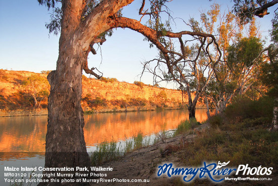 Maize Island Conservation Park, Waikerie