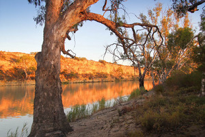 Maize Island Conservation Park, Waikerie